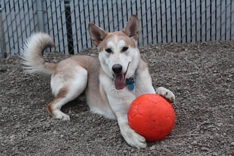 Arlo, an adoptable Mixed Breed in Pierre, SD image 2/3