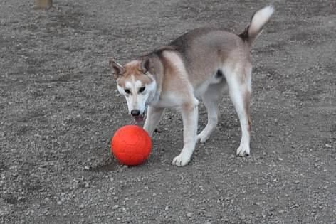 Arlo, an adoptable Mixed Breed in Pierre, SD image 3/3