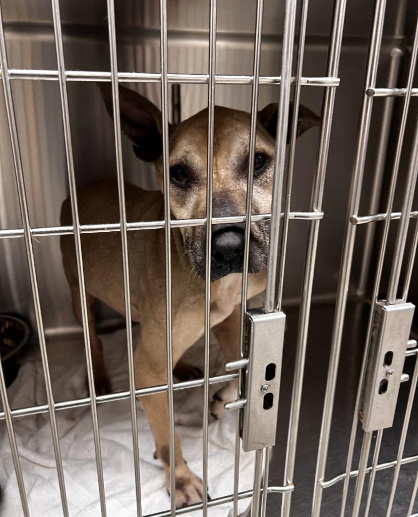 Gingerbread, Adoptable, Adult Female Pit Bull Terrier.