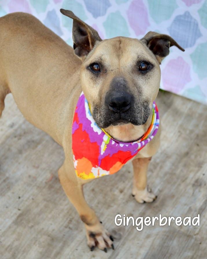 Enlarge Gingerbread, a Adoptable Pit Bull Terrier in Gautier, MS image 2/2