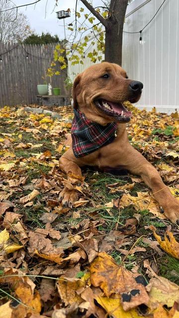 Enlarge Nicholas, a Adoptable mixed breed in Washington, DC image 3/6