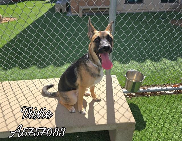 TRIXIE, Adoptable, Young Female German Shepherd Dog & Mixed Breed.