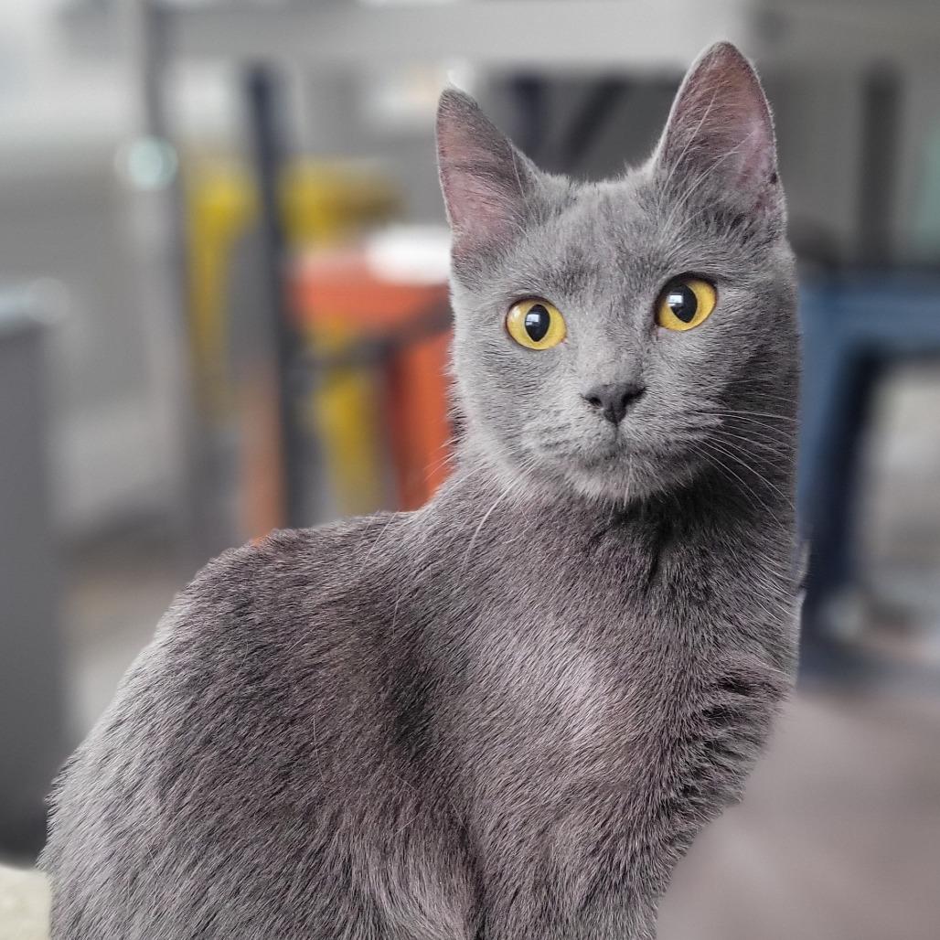 Amethyst — thumbnail 2