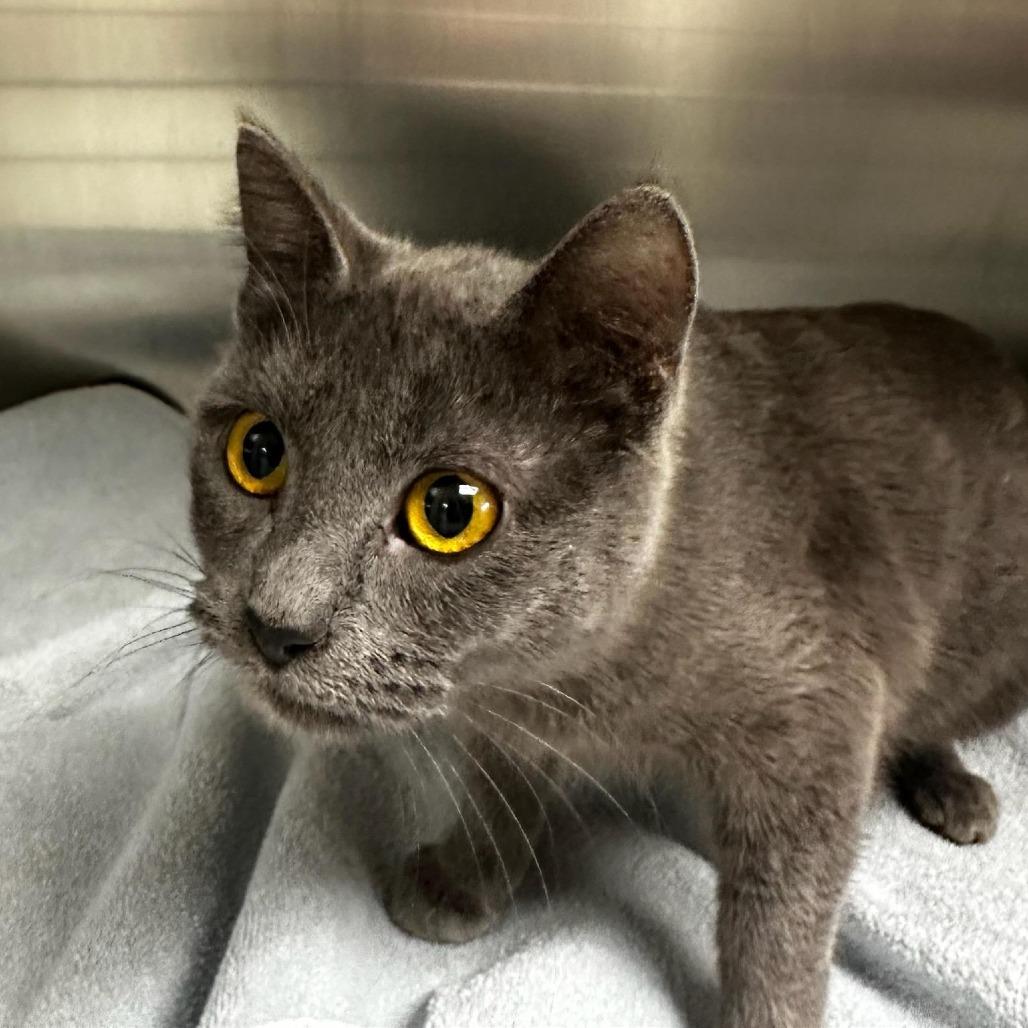 Amethyst — thumbnail 3