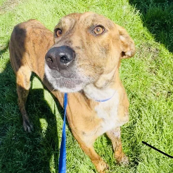 Drew With The Golden thumbnail 2