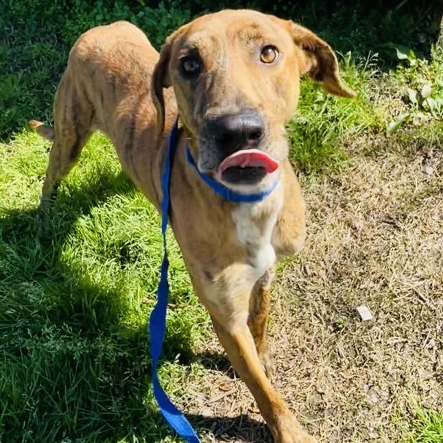 Drew With The Golden thumbnail 4