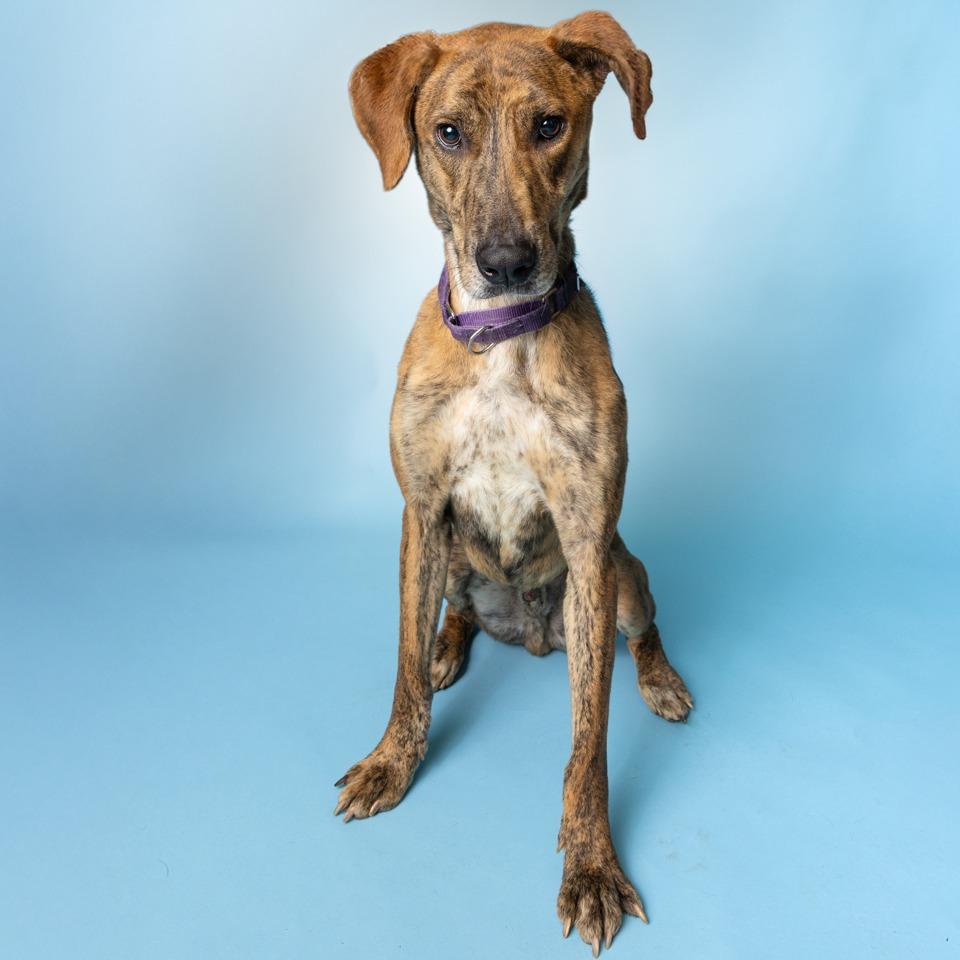 Drew With The Golden thumbnail 5