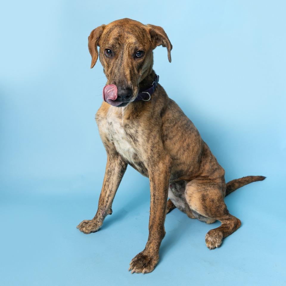 Drew With The Golden