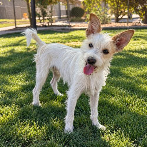 Dudley, Adoptable, Young Male Terrier & Mixed Breed.