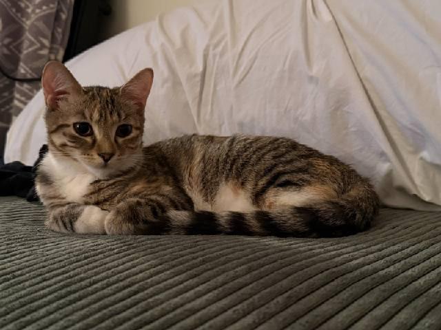 Enlarge Charlotte, a Adopted Domestic Short Hair in Rochester, NY image 1/3