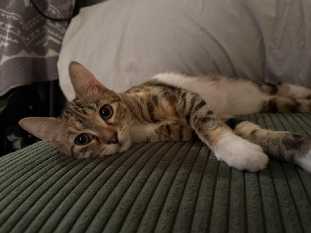 Enlarge Charlotte, a Adopted Domestic Short Hair in Rochester, NY image 2/3