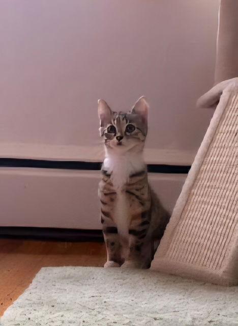 Enlarge Charlotte, a Adopted Domestic Short Hair in Rochester, NY image 3/3