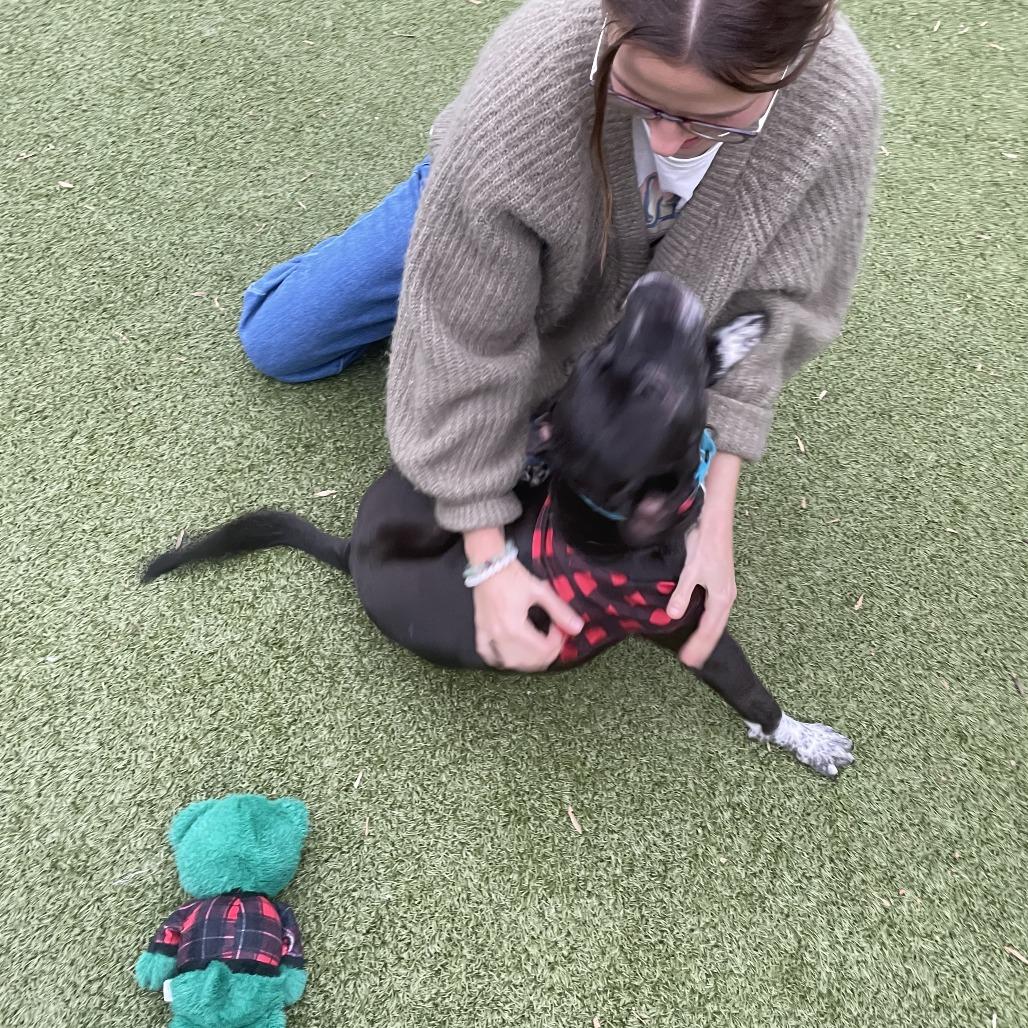 Scottie, Adoptable, Senior Male English Pointer & Mixed Breed.