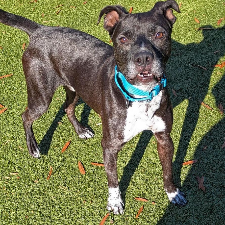 Enlarge Scottie, a Adoptable mixed breed in Charlottesville, VA image 2/6