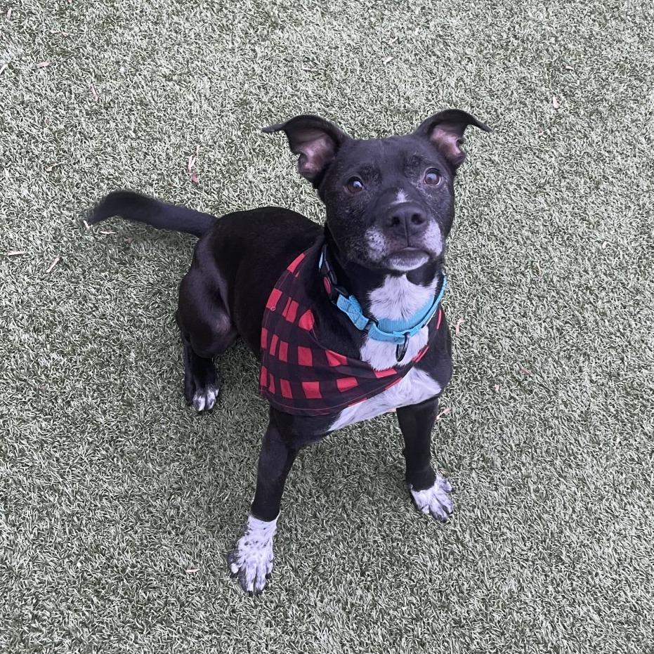 Enlarge Scottie, a Adoptable mixed breed in Charlottesville, VA image 4/6
