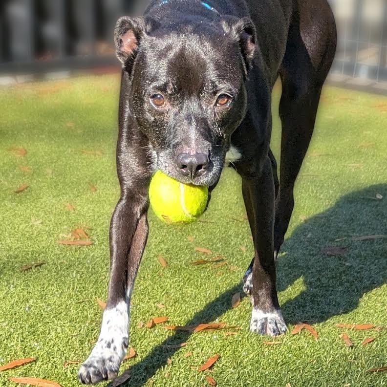 Enlarge Scottie, a Adoptable mixed breed in Charlottesville, VA image 6/6