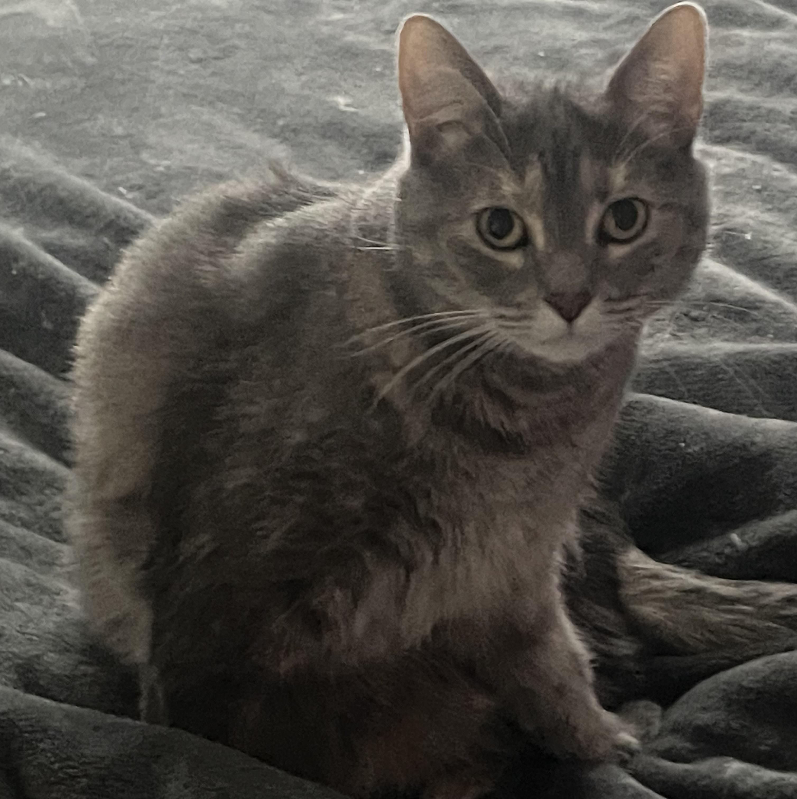 Enlarge Mia, a ADOPTABLE Domestic Short Hair in Easley, SC image 2/3