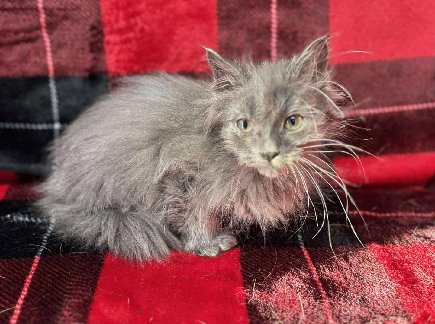 Dash, an adopted mixed breed in Maryville, MO image 3/3