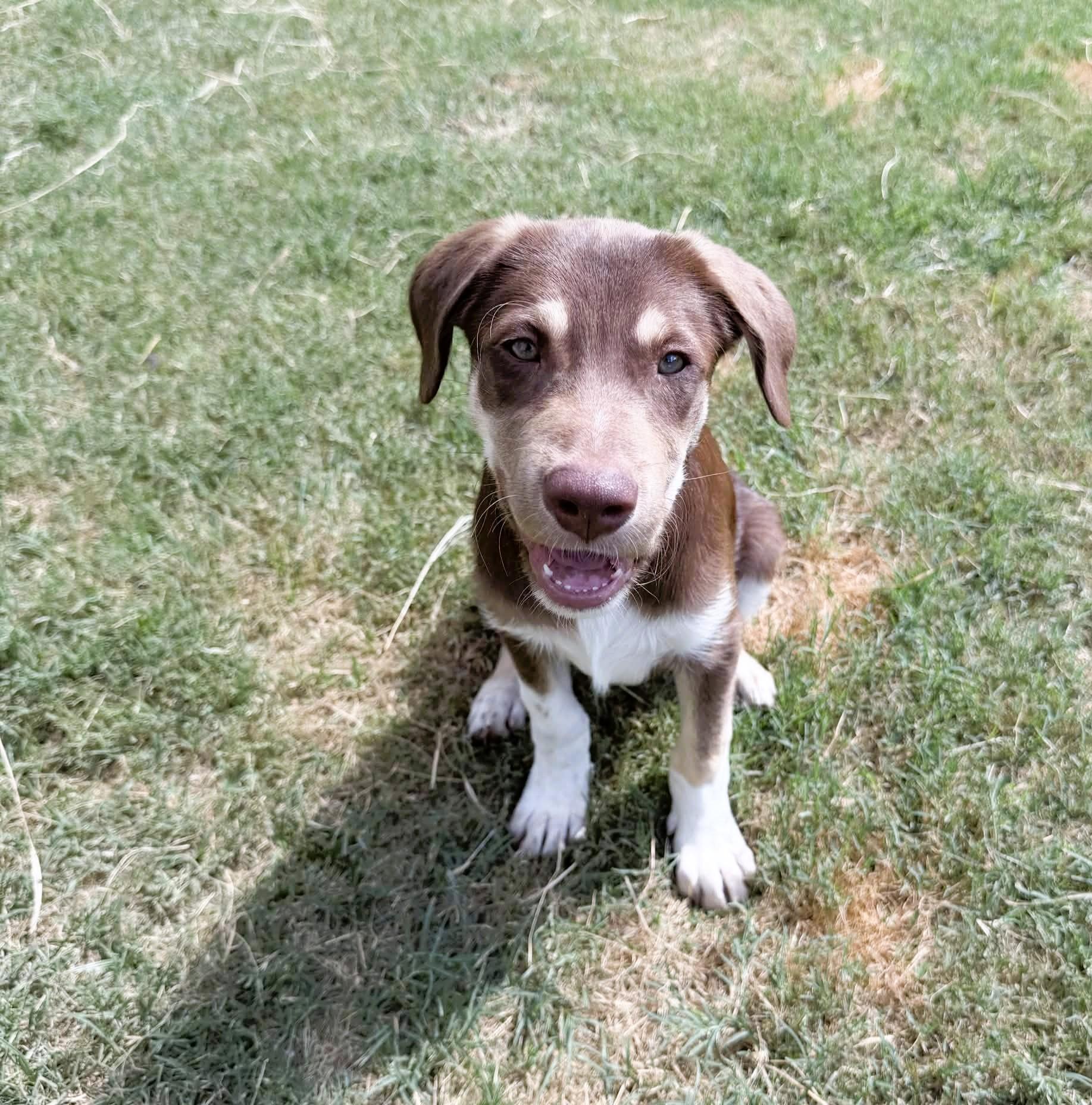 Enlarge Pear, a ADOPTABLE mixed breed in Haverhill, MA image 5/6