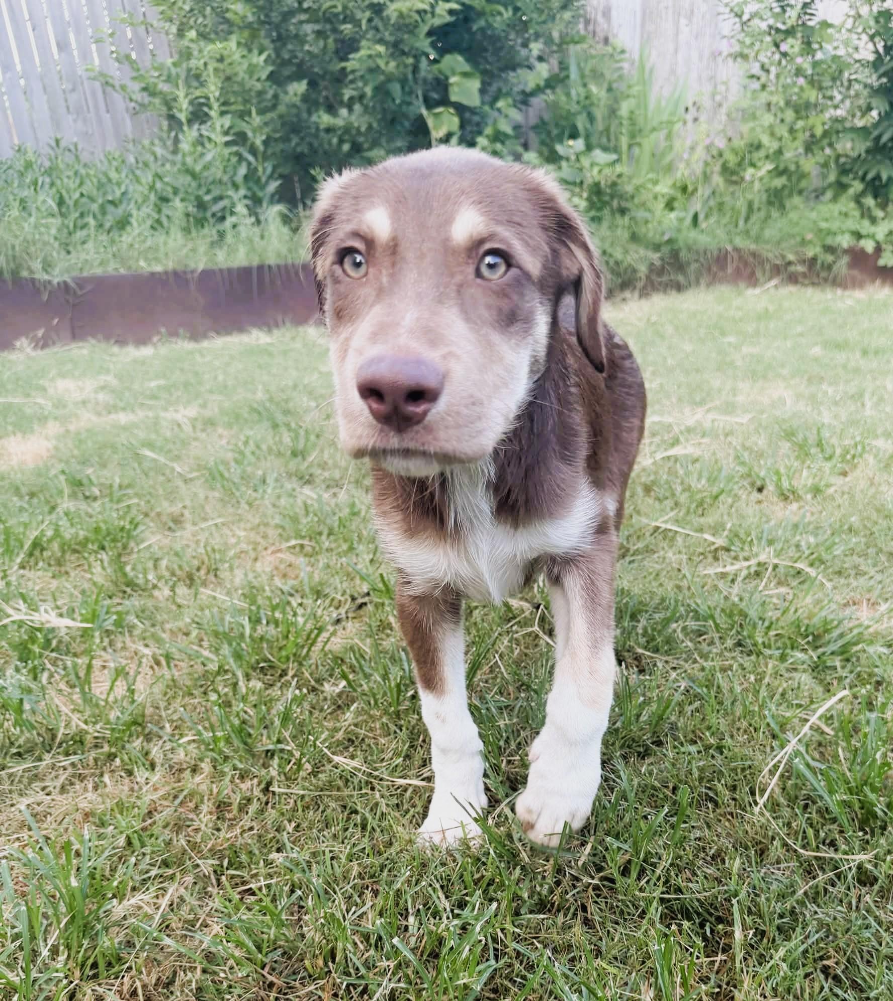 Enlarge Pear, a ADOPTABLE mixed breed in Haverhill, MA image 6/6
