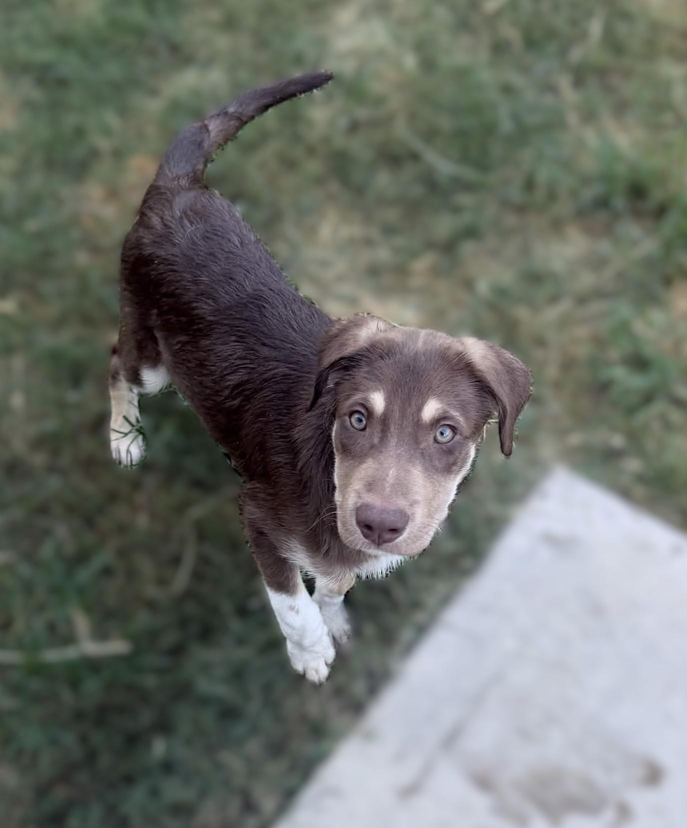 Enlarge Pear, a ADOPTABLE mixed breed in Haverhill, MA image 4/6