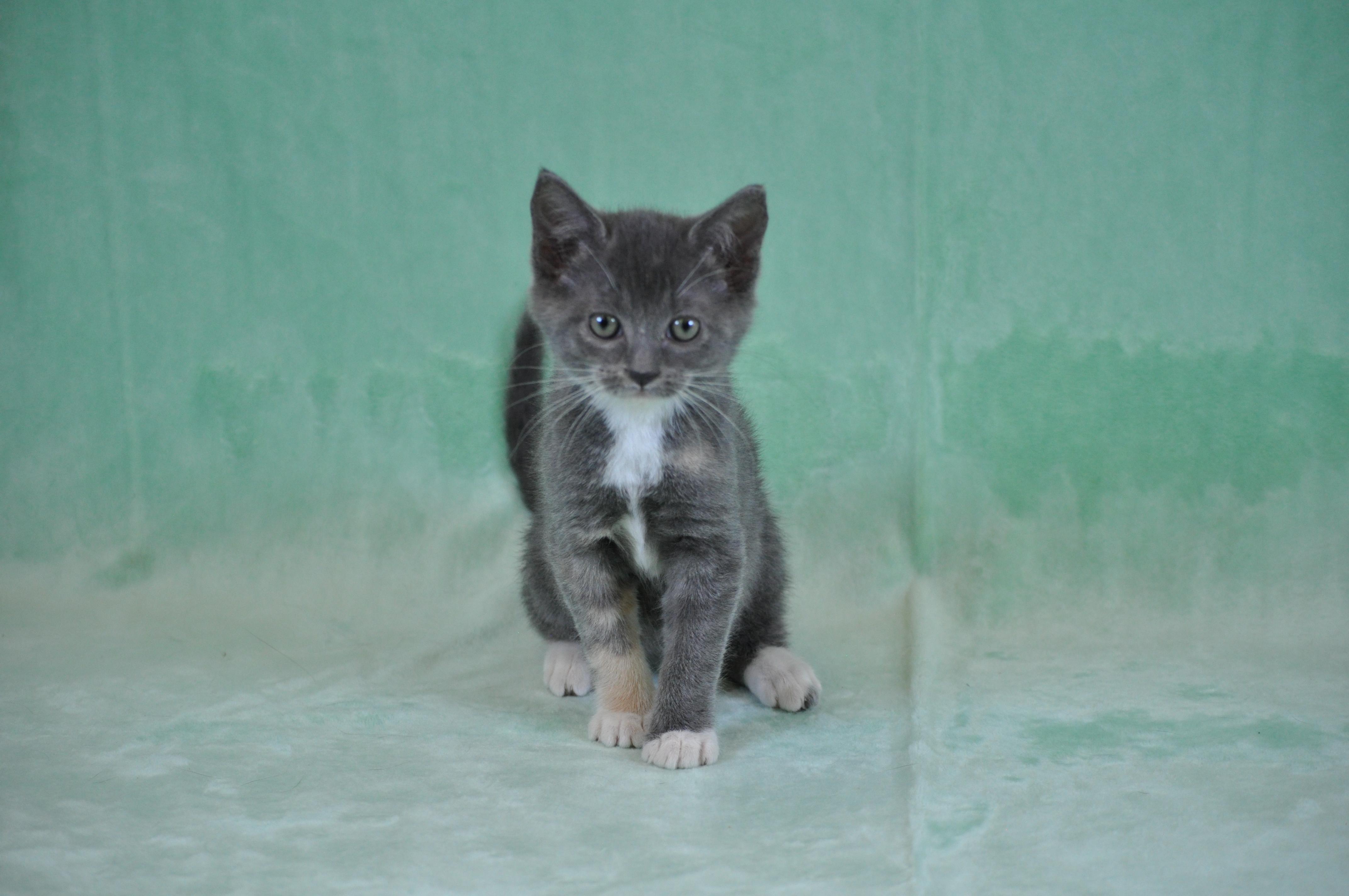 Misty, ADOPTABLE, Kitten Female Domestic Short Hair.