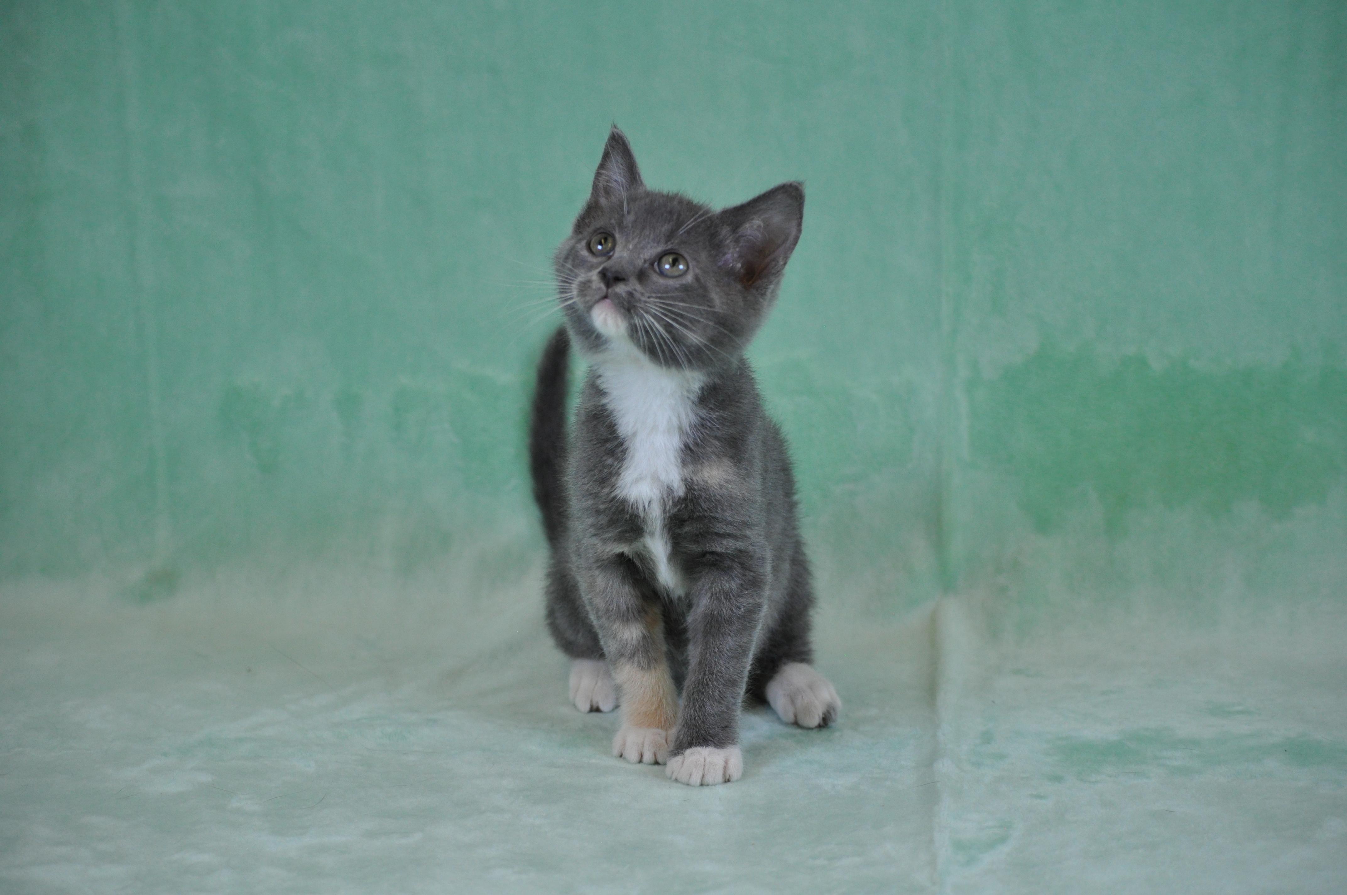 Misty, a ADOPTABLE mixed breed in Union Gap, WA image 2/6