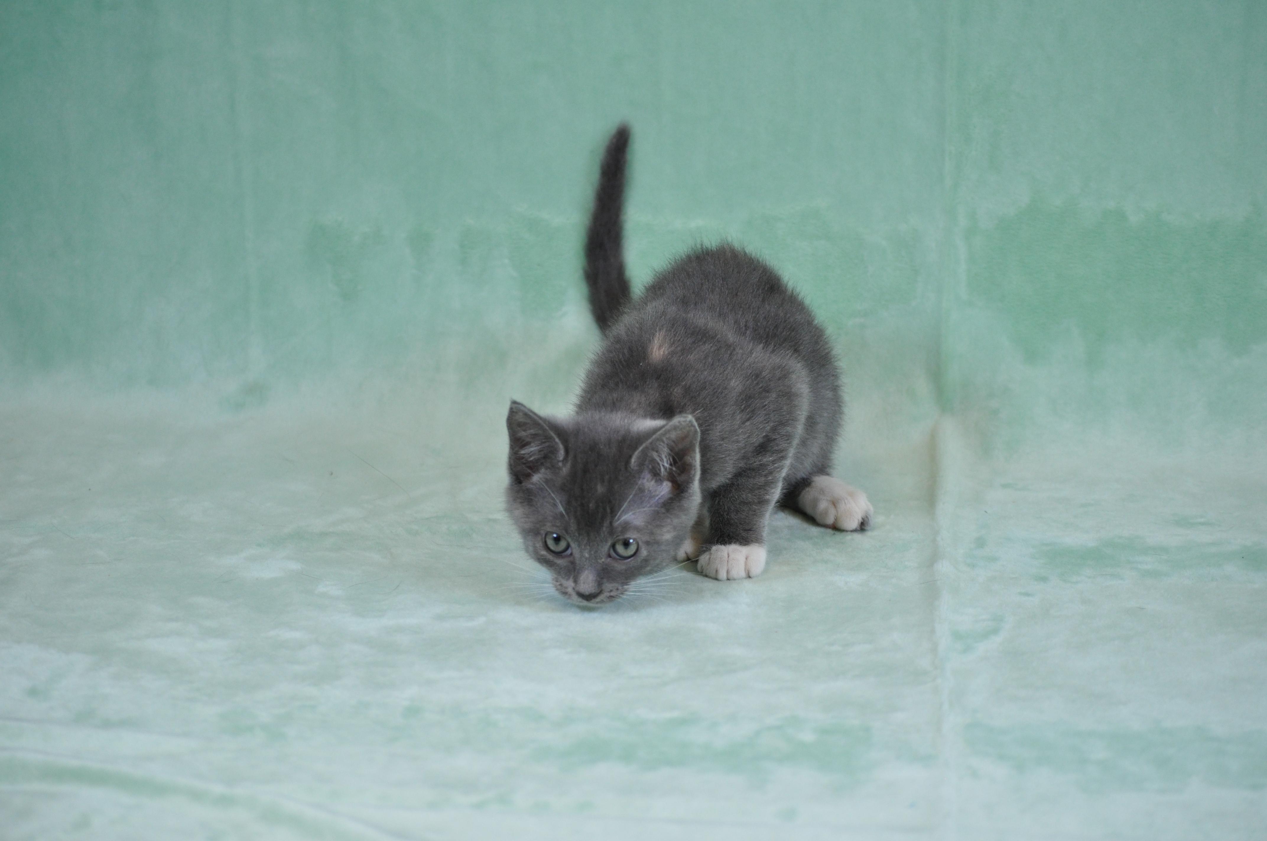 Misty, a ADOPTABLE mixed breed in Union Gap, WA image 3/6