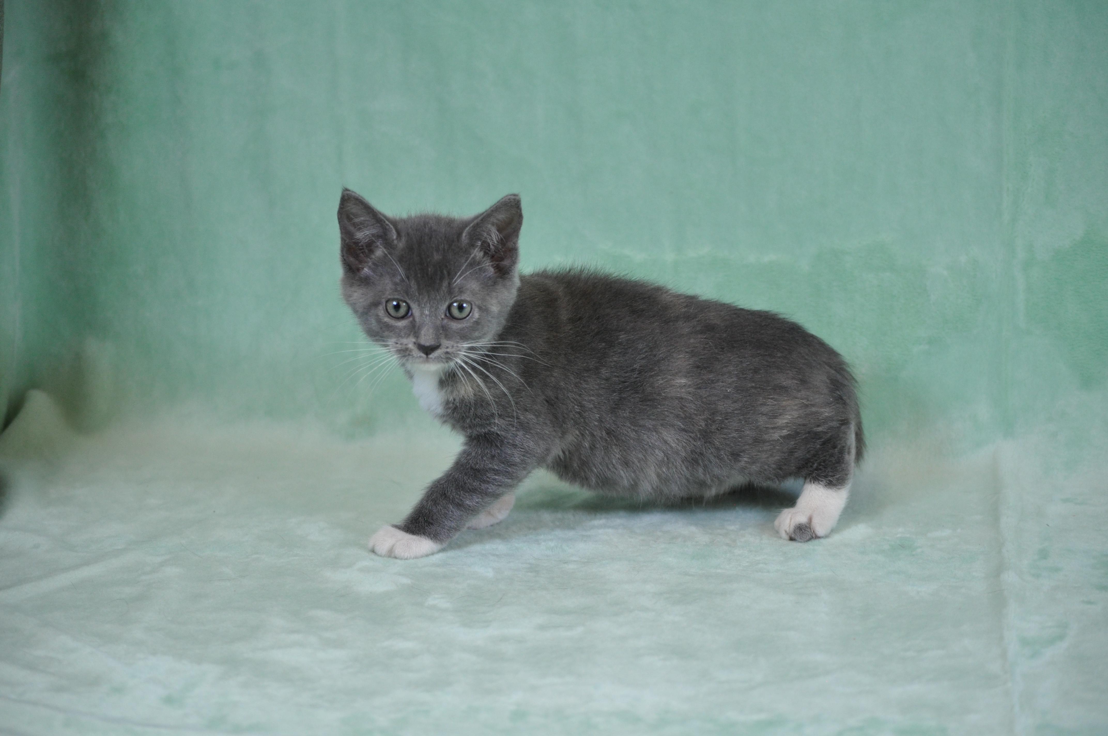 Misty, a ADOPTABLE mixed breed in Union Gap, WA image 5/6