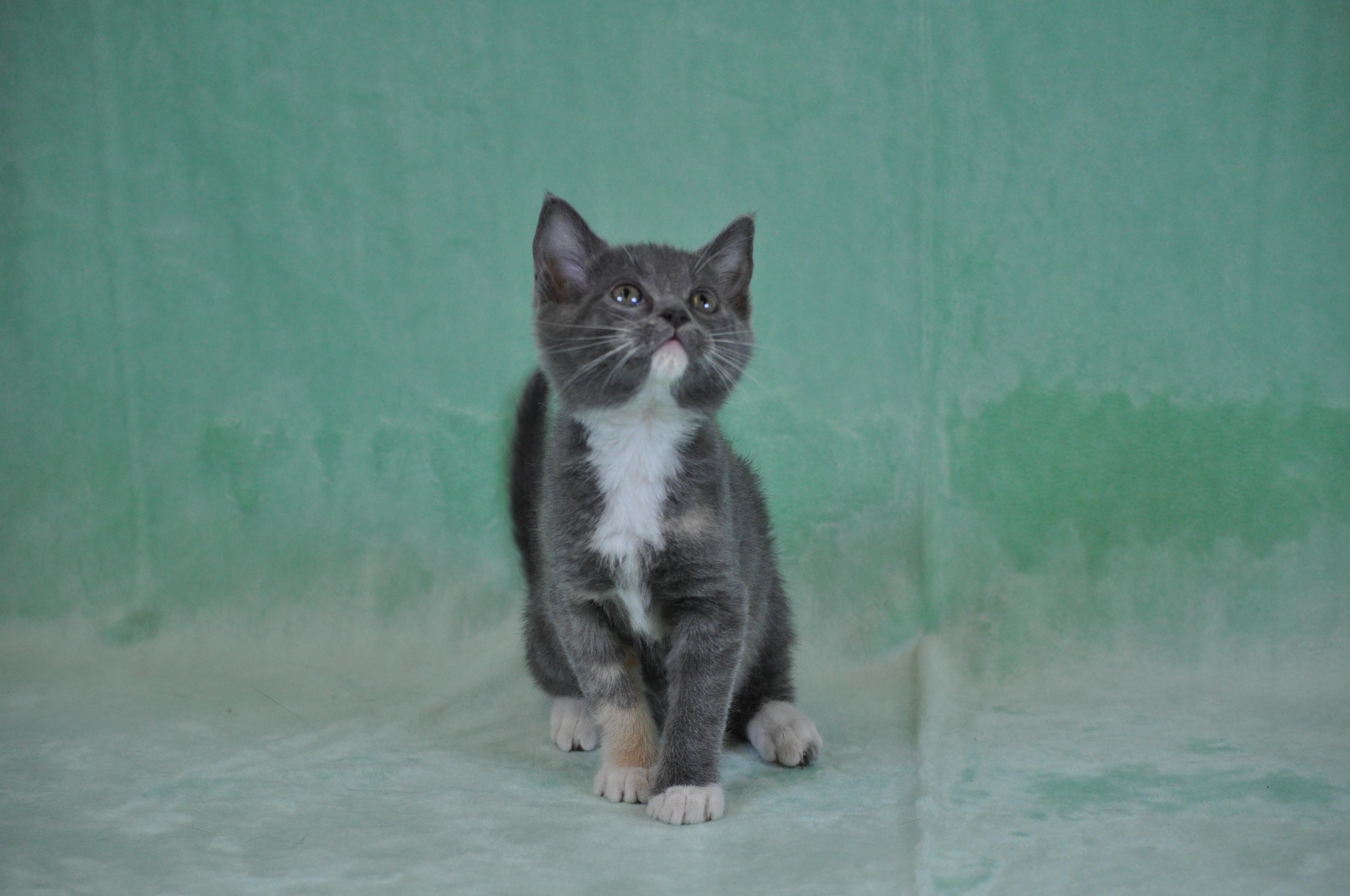 Misty, a ADOPTABLE mixed breed in Union Gap, WA image 4/6