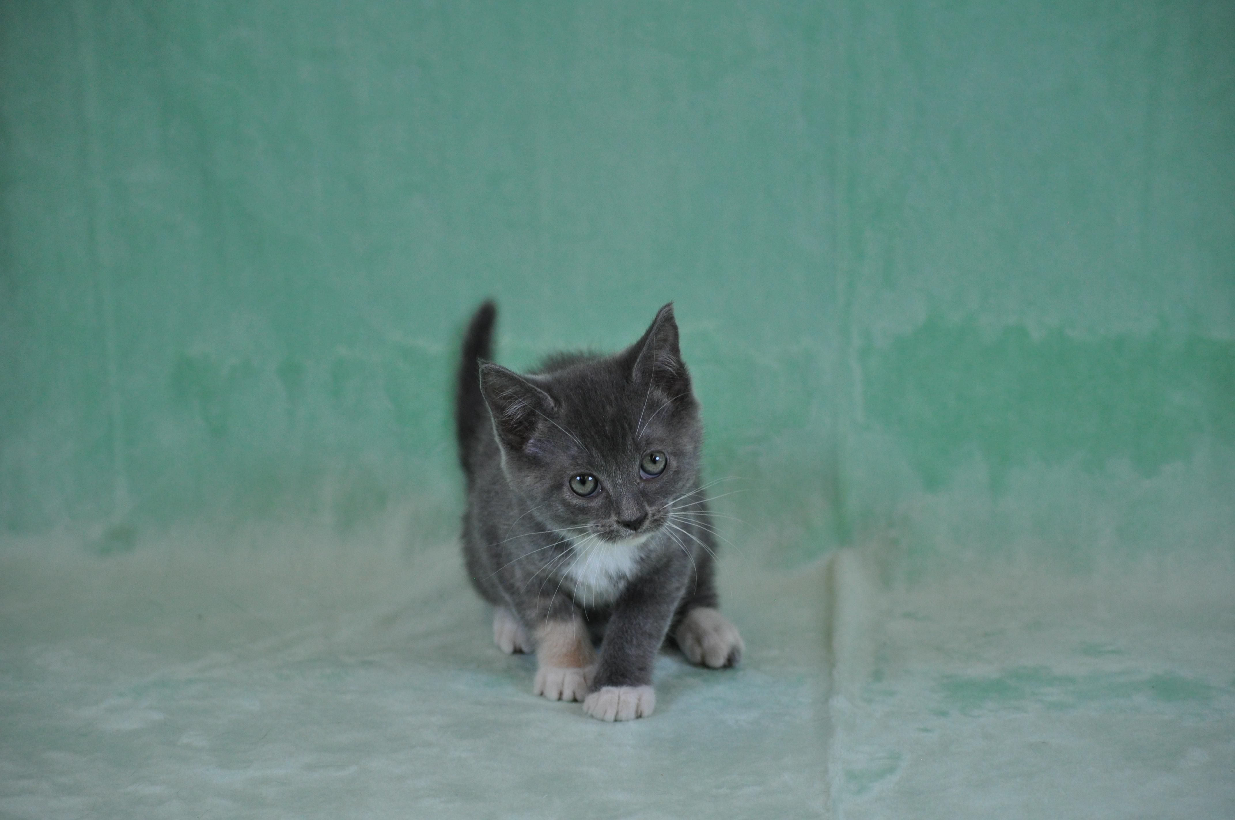 Misty, a ADOPTABLE mixed breed in Union Gap, WA image 6/6