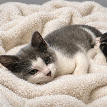 Enlarge Zoey, a Adoptable Domestic Short Hair in Andover, MN image 3/4