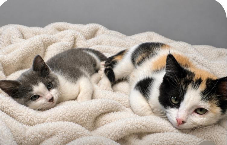 Enlarge Zoey, a Adoptable Domestic Short Hair in Andover, MN image 4/4