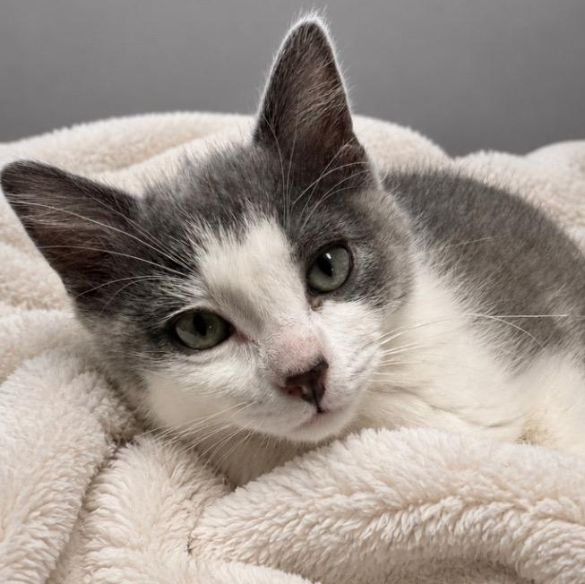 Zoey, Adoptable, Kitten Female Domestic Short Hair.