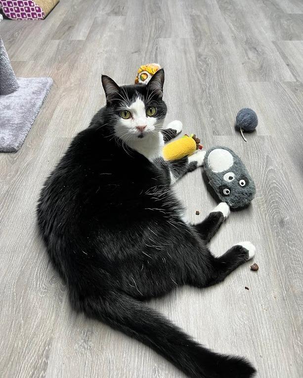 Enlarge Easter, a Adoptable Tuxedo in Flint, TX image 4/6