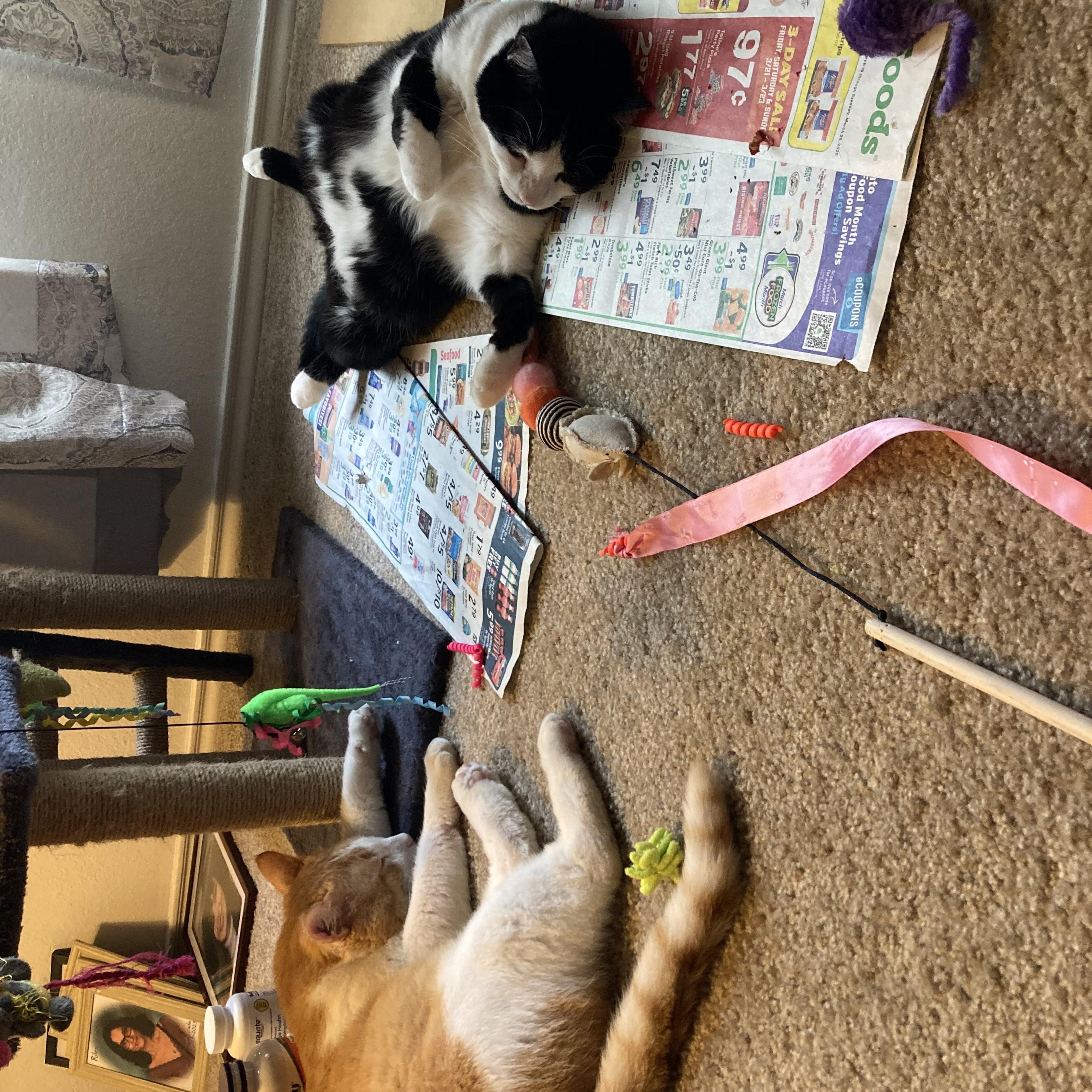 Enlarge Easter, a Adoptable Tuxedo in Flint, TX image 5/6