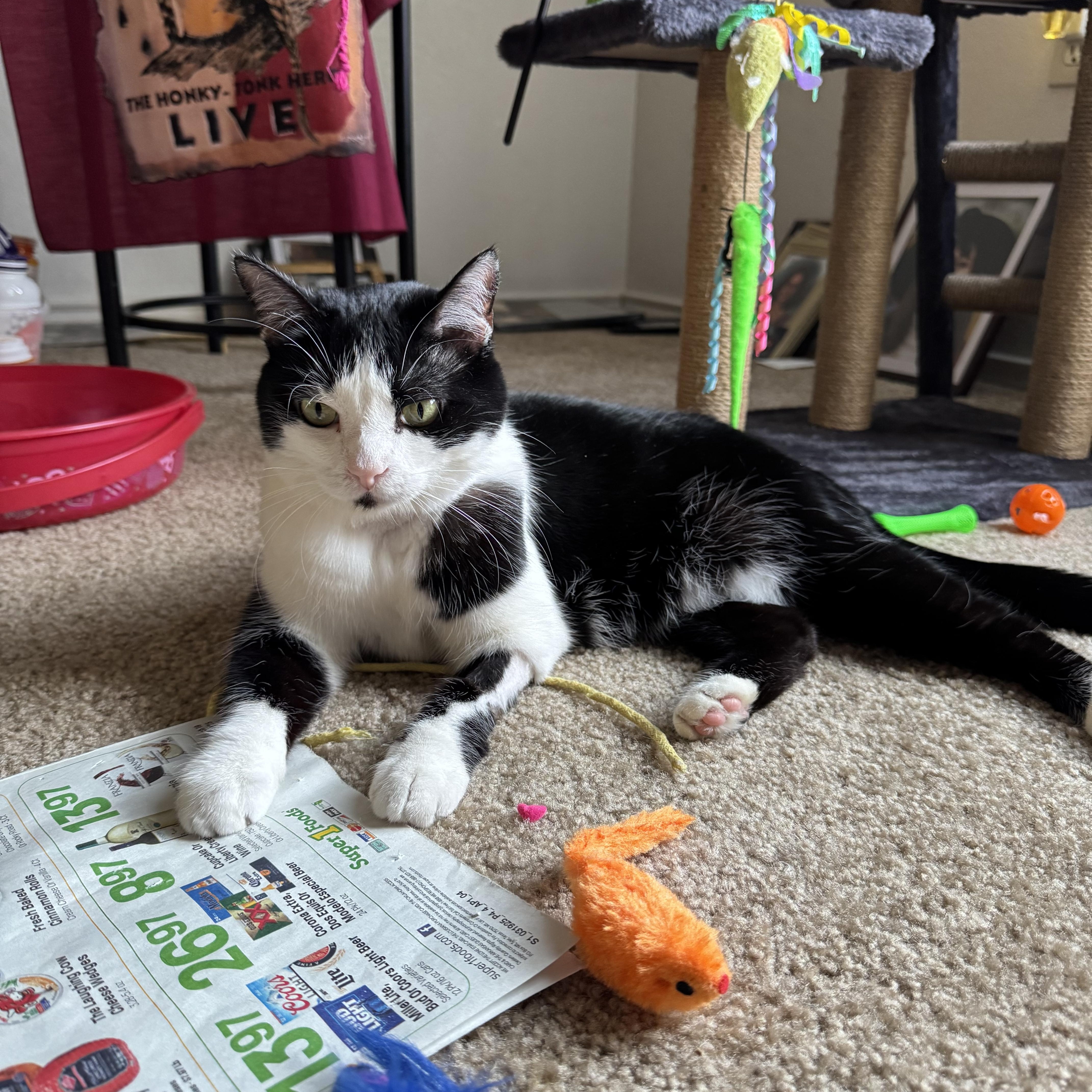 Enlarge Easter, a Adoptable Tuxedo in Flint, TX image 1/6