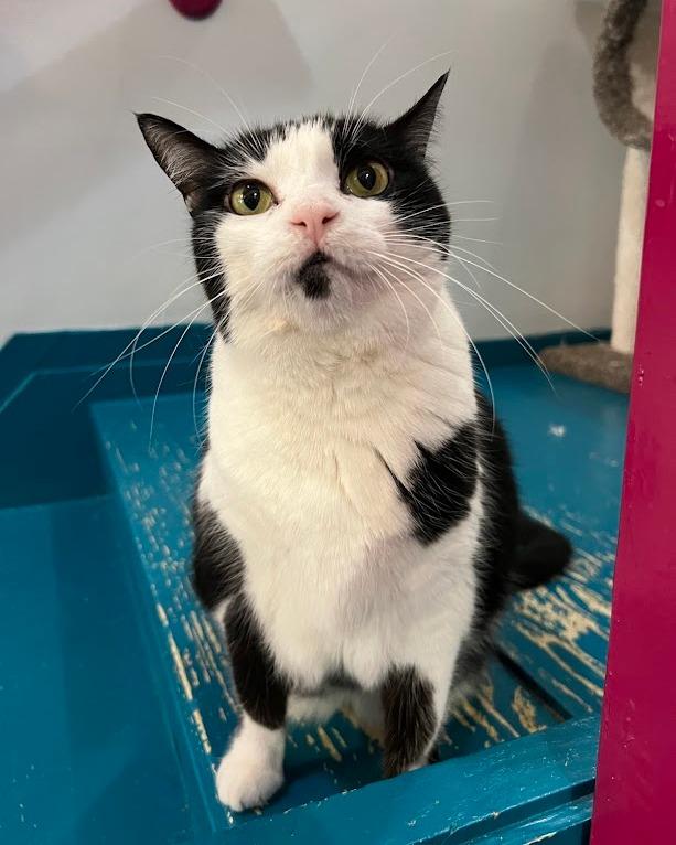 Enlarge Easter, a Adoptable Tuxedo in Flint, TX image 3/6