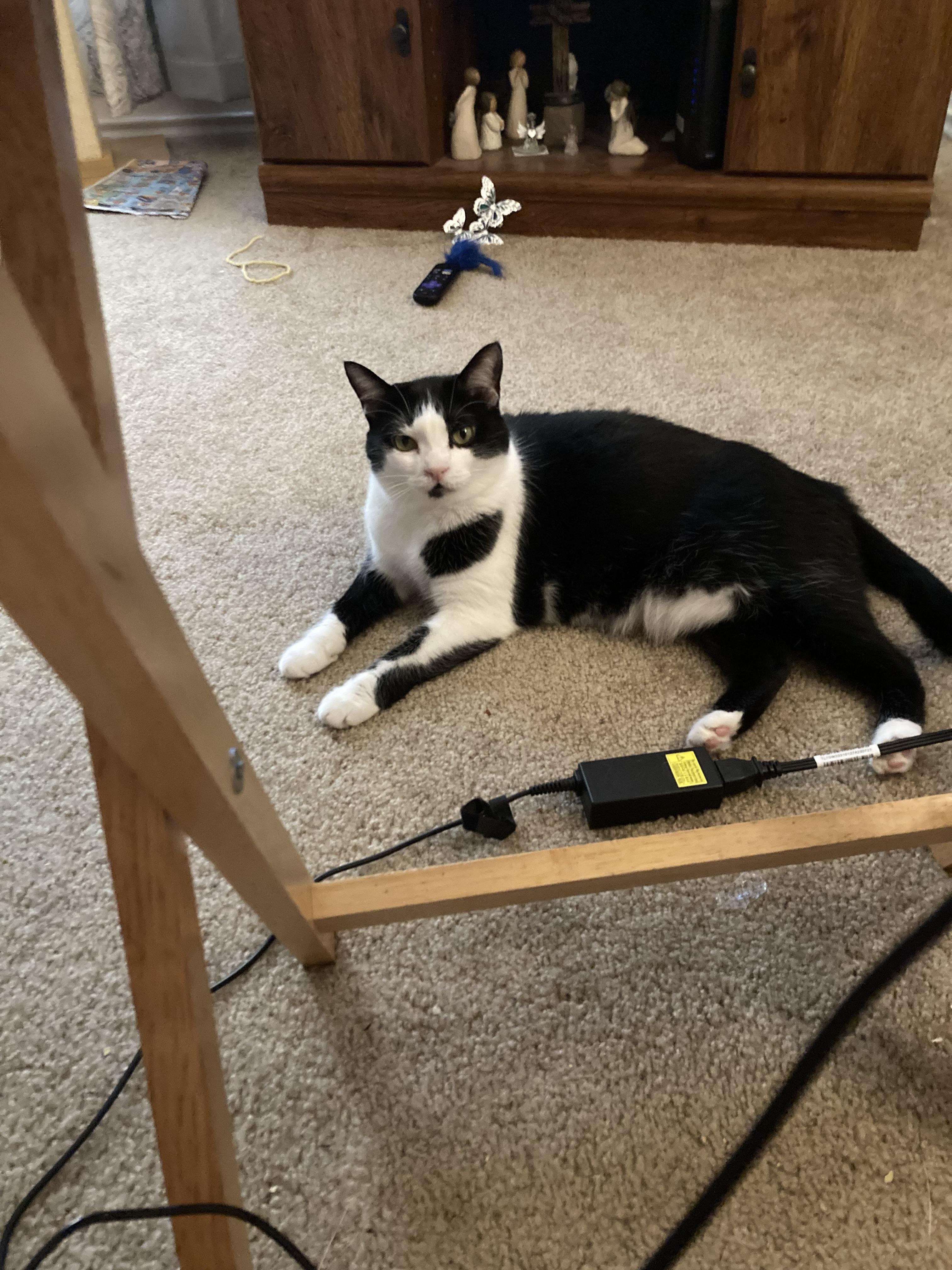 Enlarge Easter, a Adoptable Tuxedo in Flint, TX image 6/6