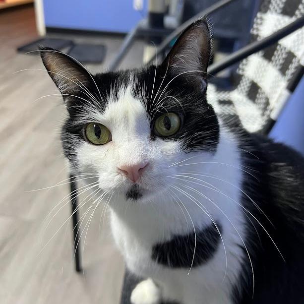 Enlarge Easter, a Adoptable Tuxedo in Flint, TX image 2/6