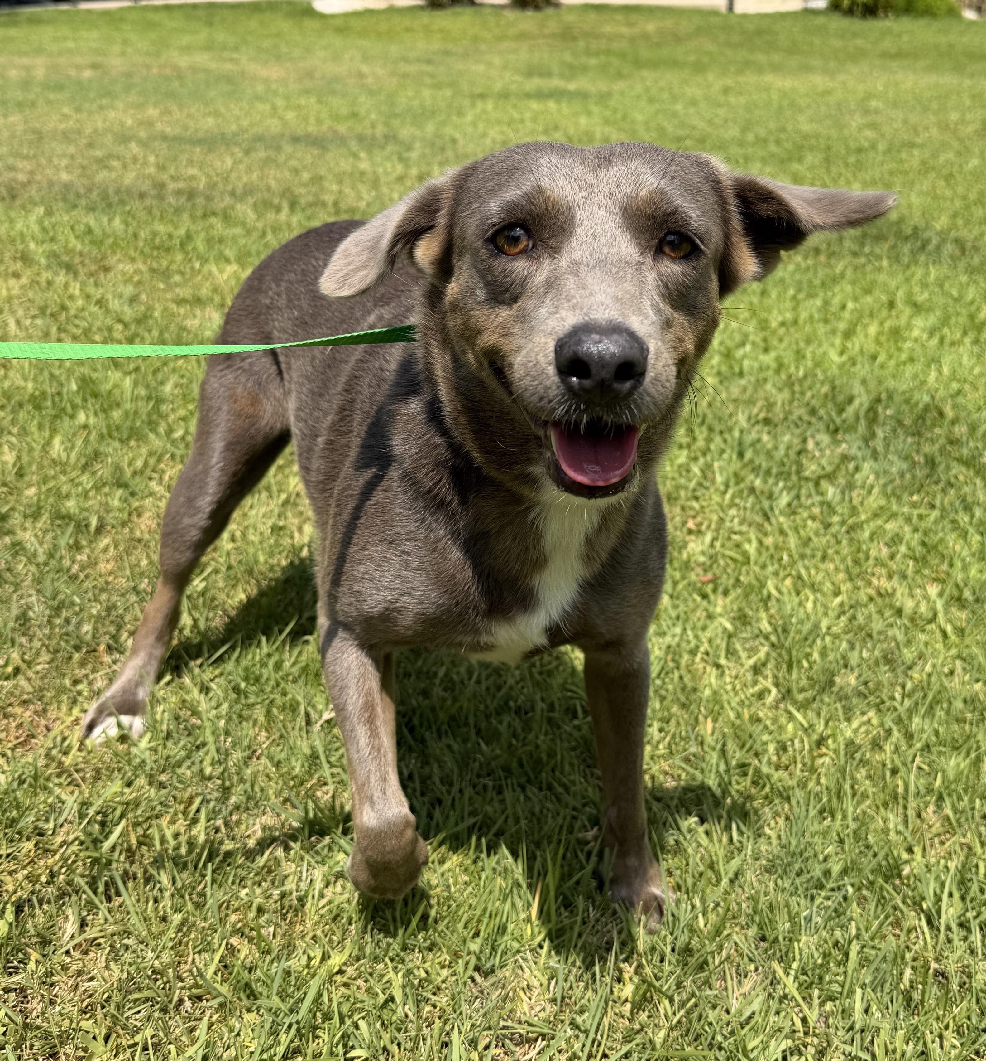 Dixie, adopted, Adult Female Blue Lacy.
