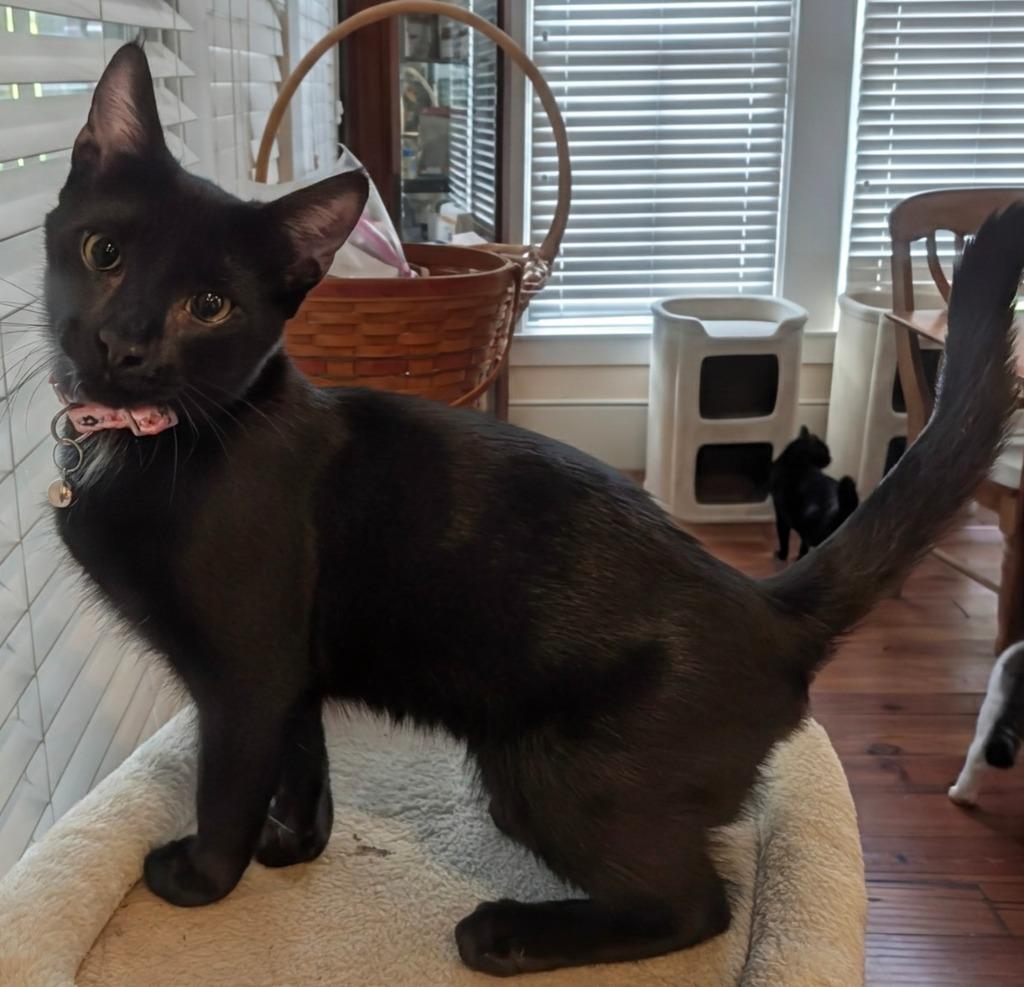 Enlarge Rowan, a Adoptable mixed breed in Grovetown, GA image 1/1