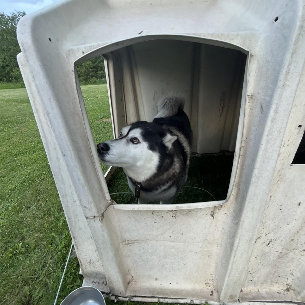 Enlarge Milo, a Adoptable Husky in Rochester, MN image 1/6