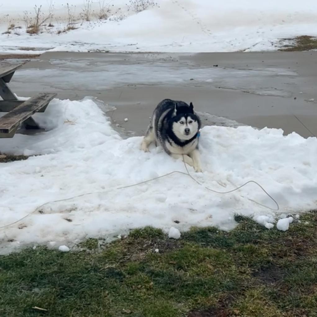 Enlarge Milo, a Adoptable Husky in Rochester, MN image 2/6