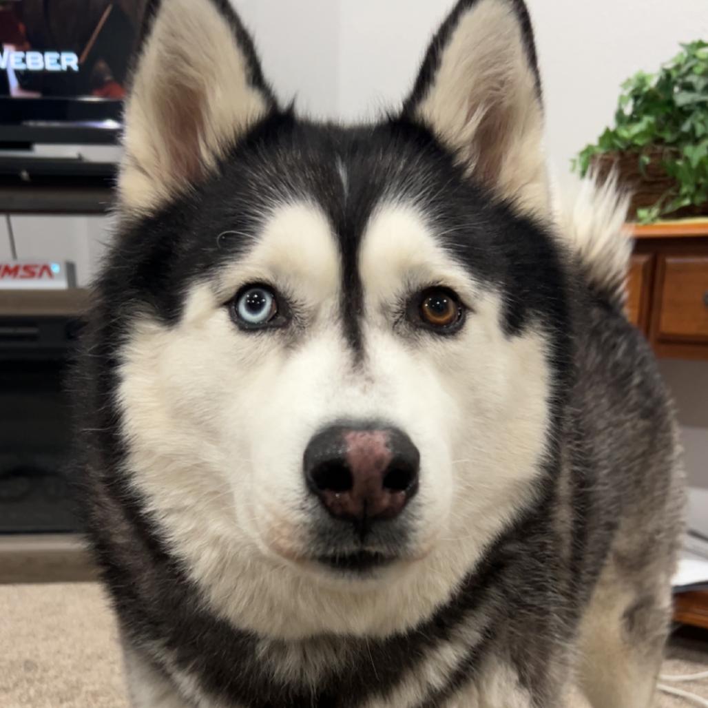 Enlarge Milo, a Adoptable Husky in Rochester, MN image 3/6