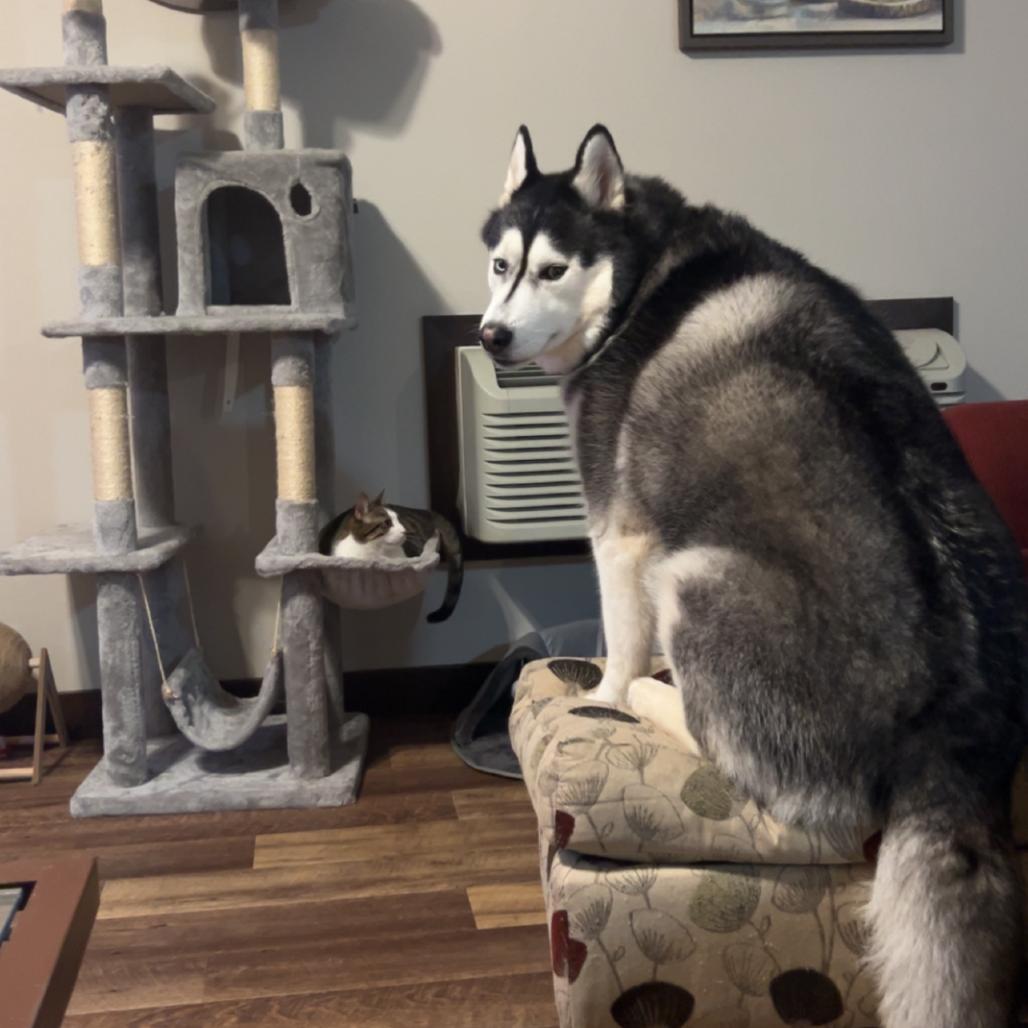 Enlarge Milo, a Adoptable Husky in Rochester, MN image 4/6