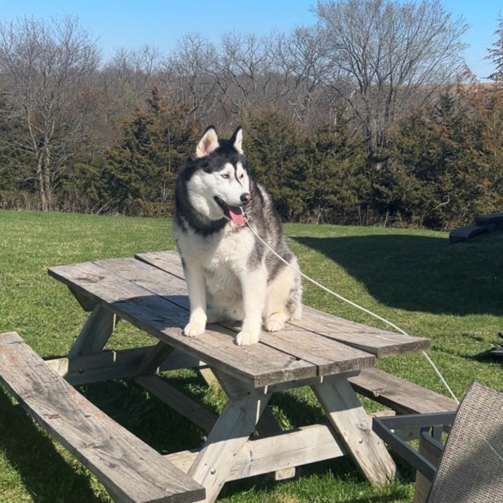 Enlarge Milo, a Adoptable Husky in Rochester, MN image 5/6
