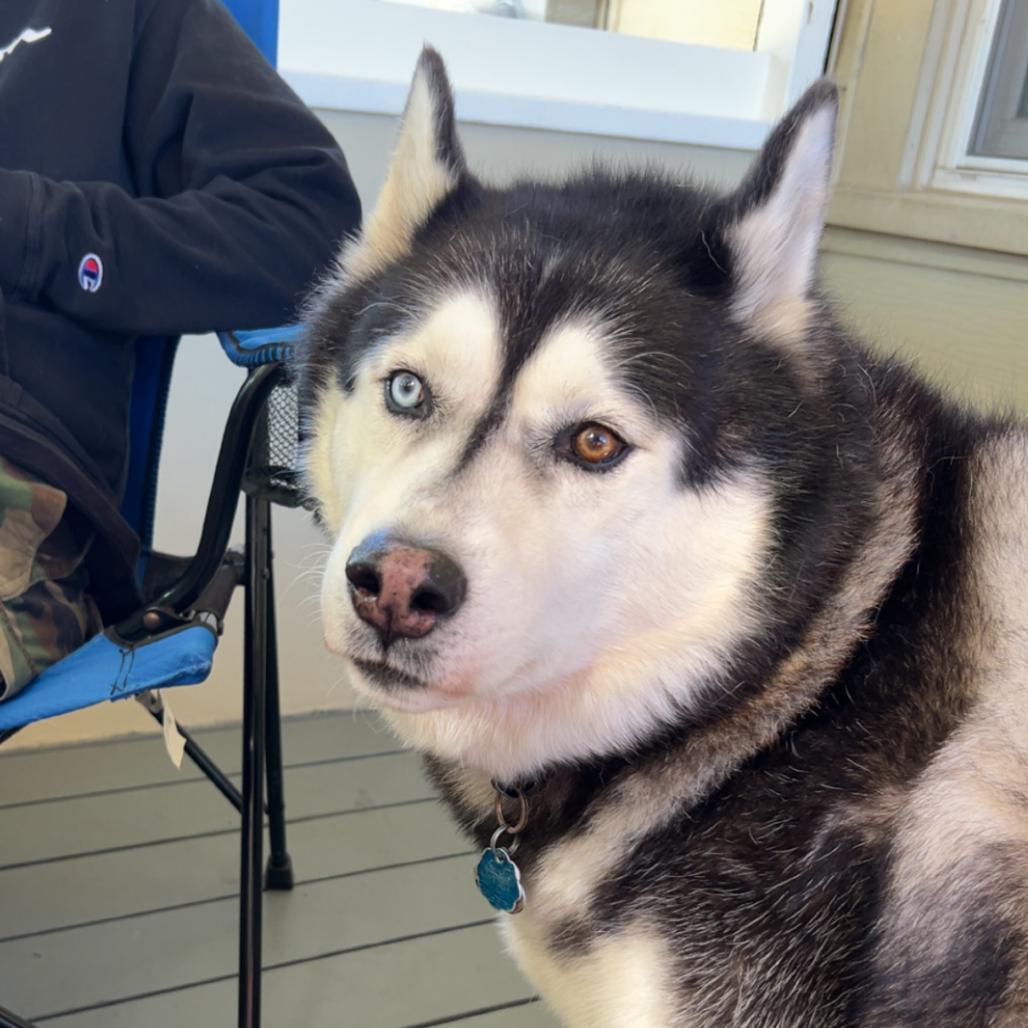 Enlarge Milo, a Adoptable Husky in Rochester, MN image 6/6