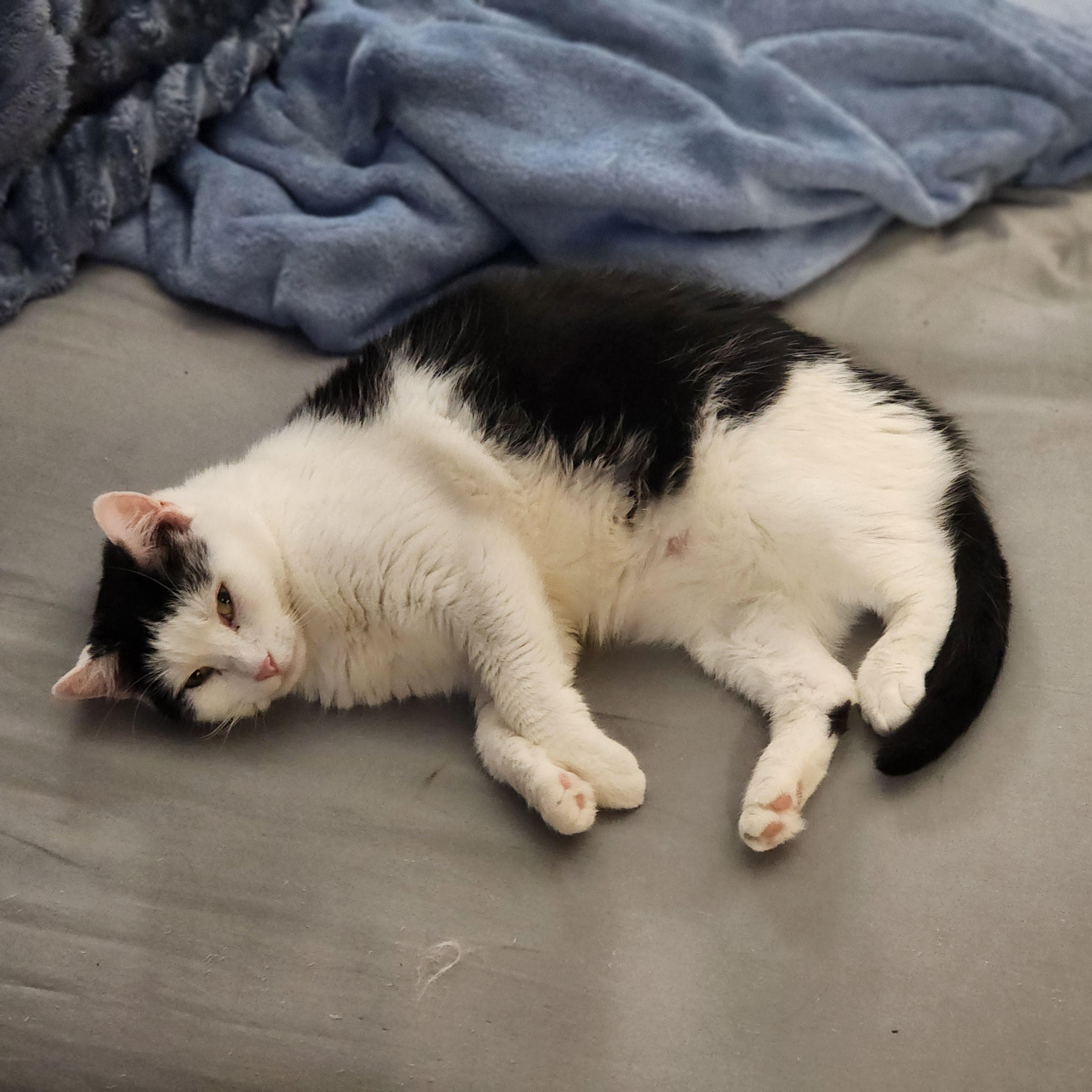 Pretty Ida, an adopted Domestic Short Hair in Guilford, CT image 5/5