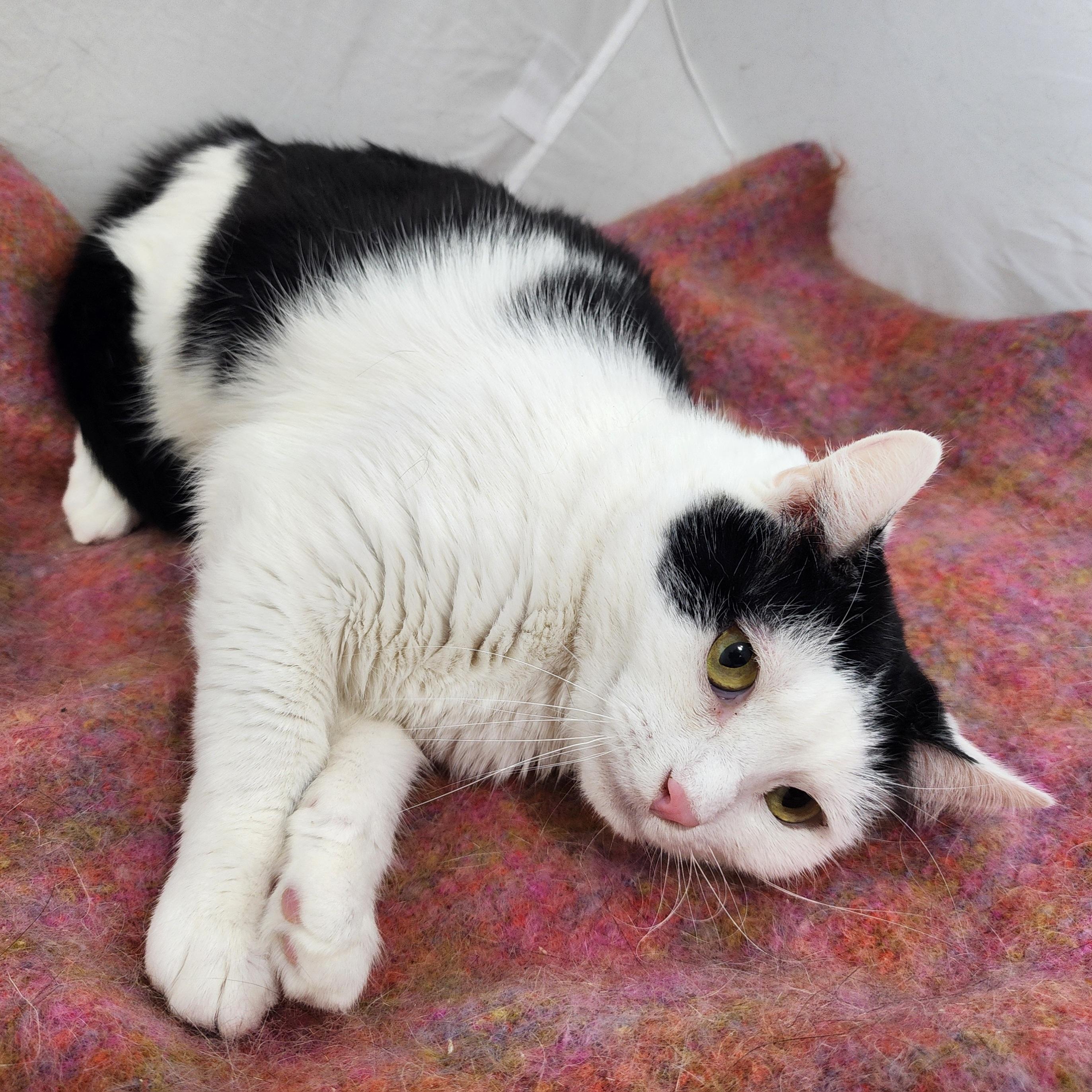Pretty Ida, an adopted Domestic Short Hair in Guilford, CT image 4/5